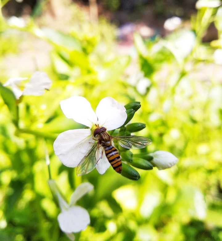 ?? honeybee?