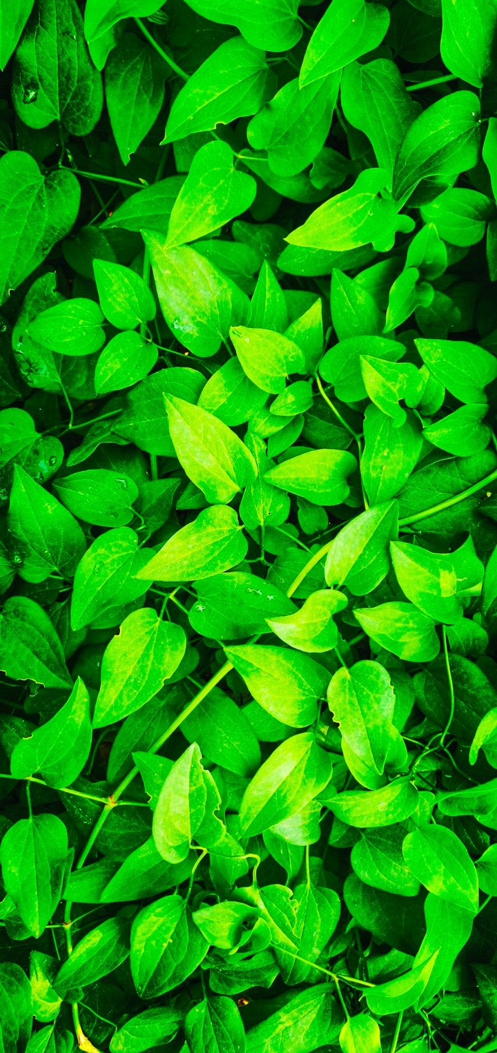 Green ?