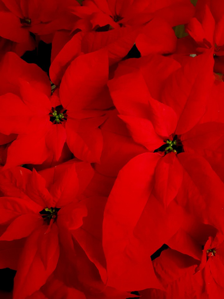 Natale