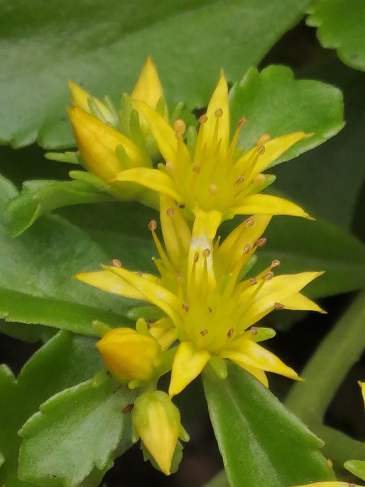 Blume