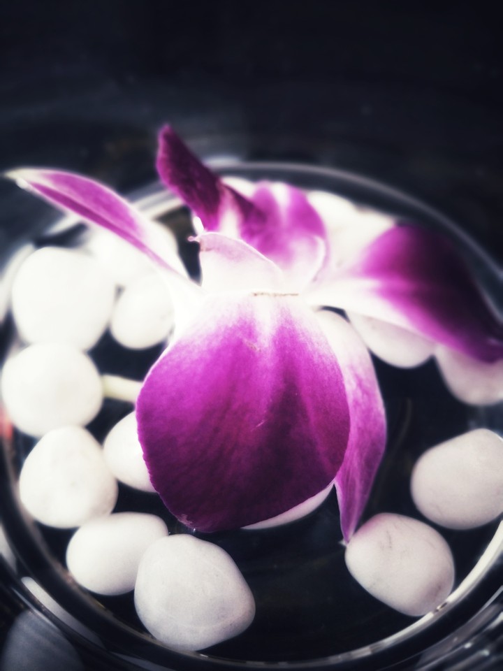 lilac afternoon