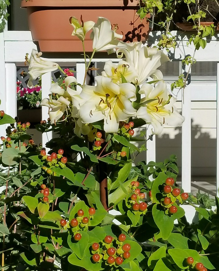 2017 garden