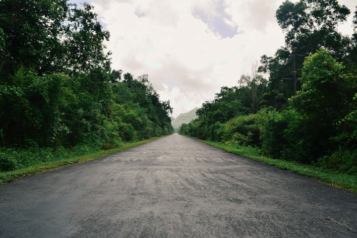 Through the Evergreen Jungle