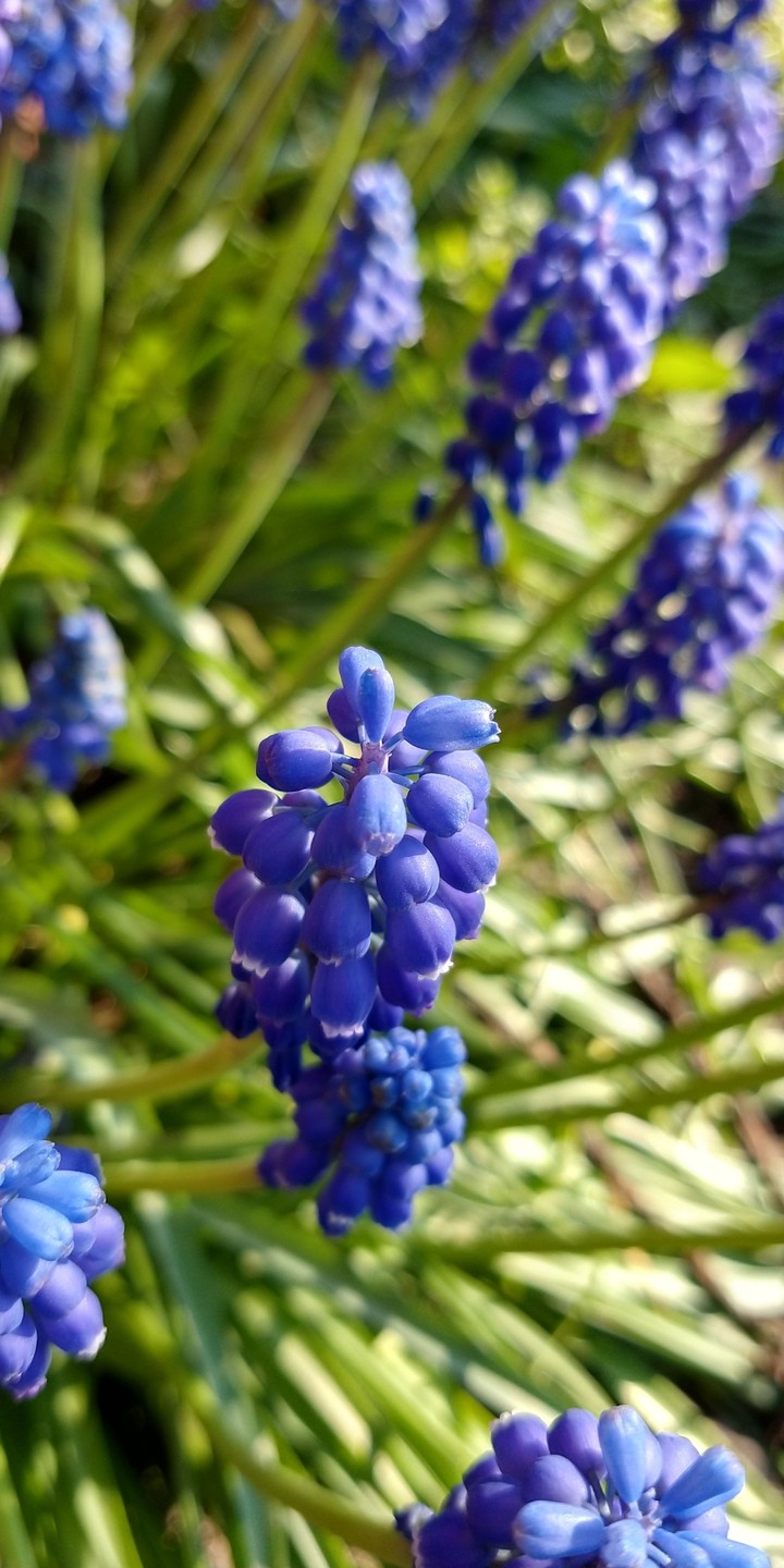 blue