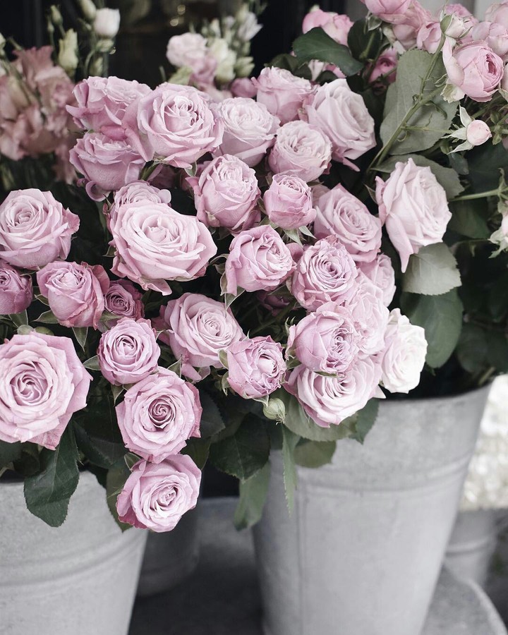 Roses ❤