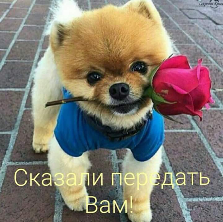 собака