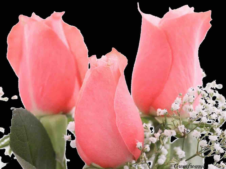 roses