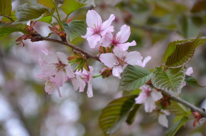 Вишня в цвету. Cherry blossom