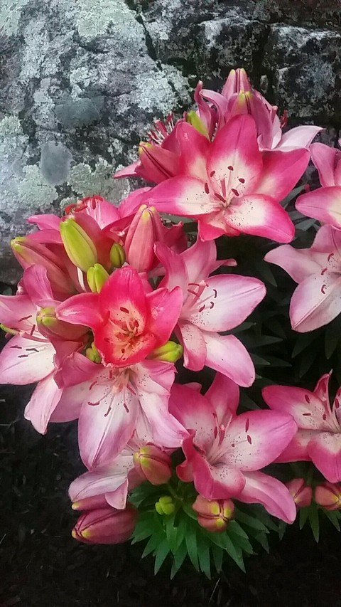 Lilies