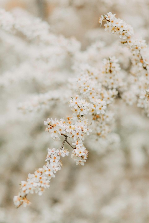 fonds d'écran wildflower, prunus