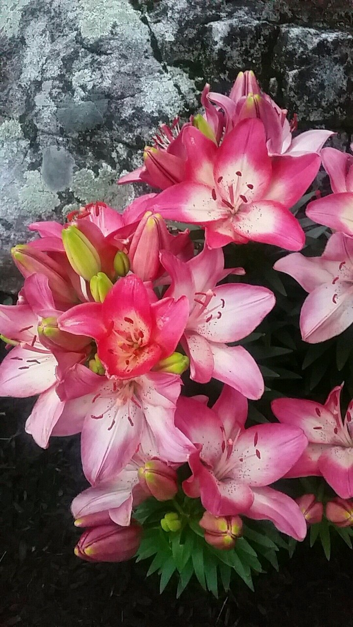 Lilies