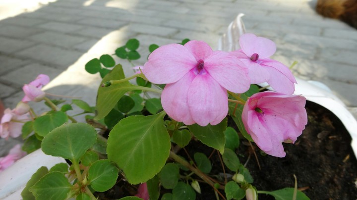 Flover