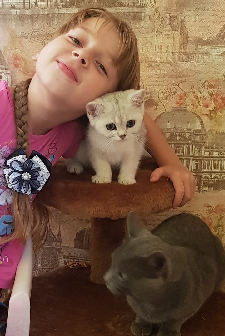 котики