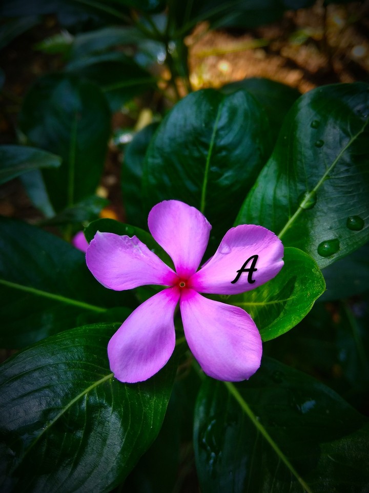nature