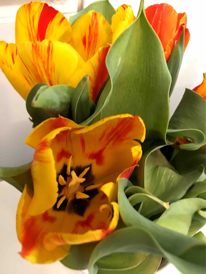tulips