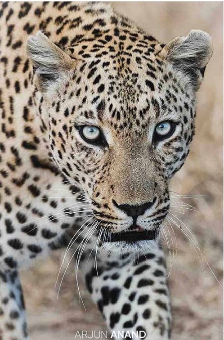 Animal's