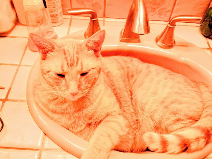 Cat In A Sink