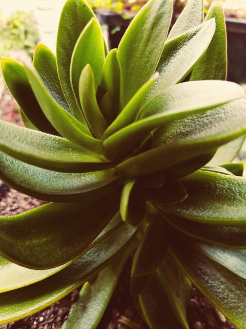 Suculenta