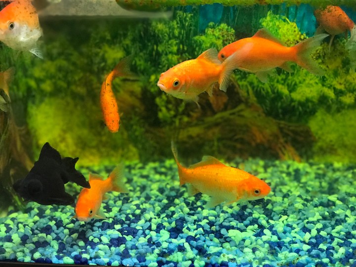 fish aquarium