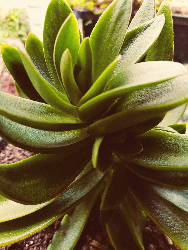 Suculenta
