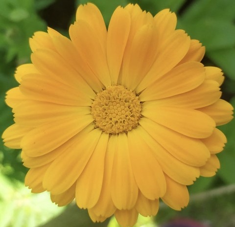 sfondi marigolds, closeup