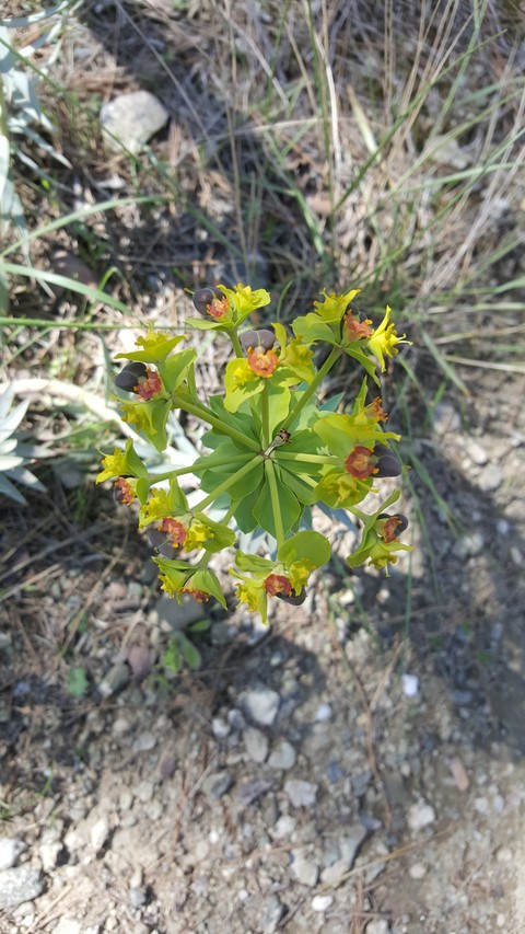 Colorful Flower