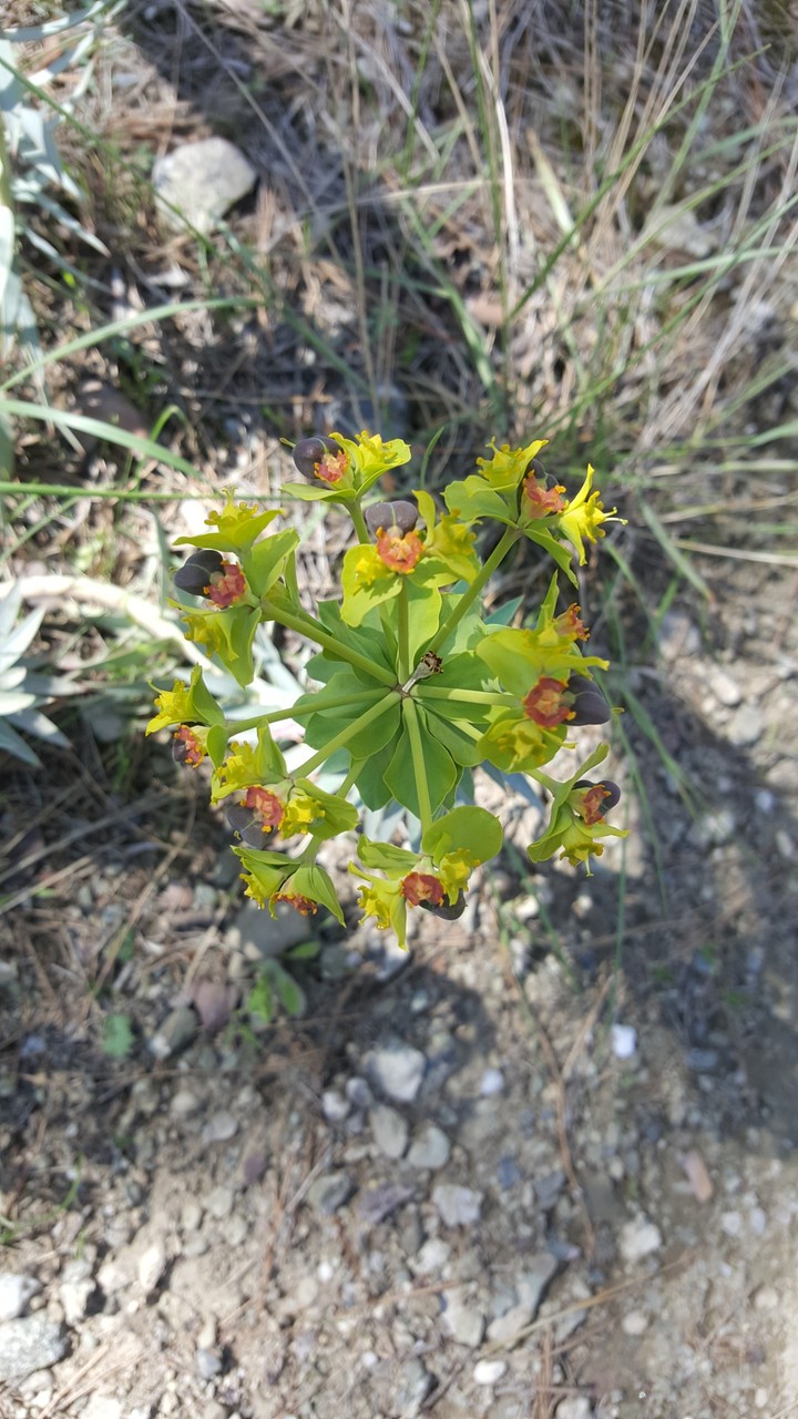 Colorful Flower