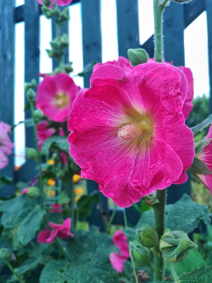 Mallow