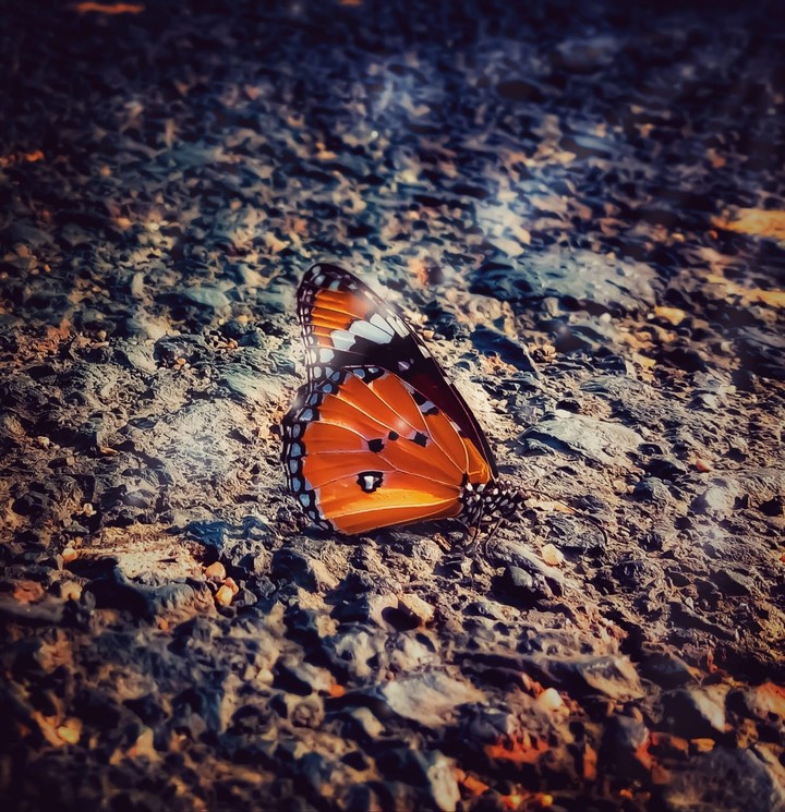 vintage butterfly