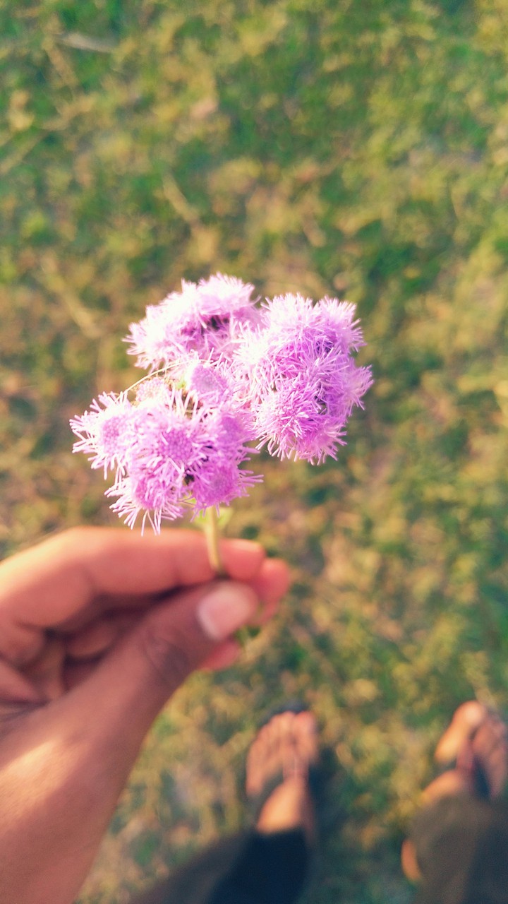 flower