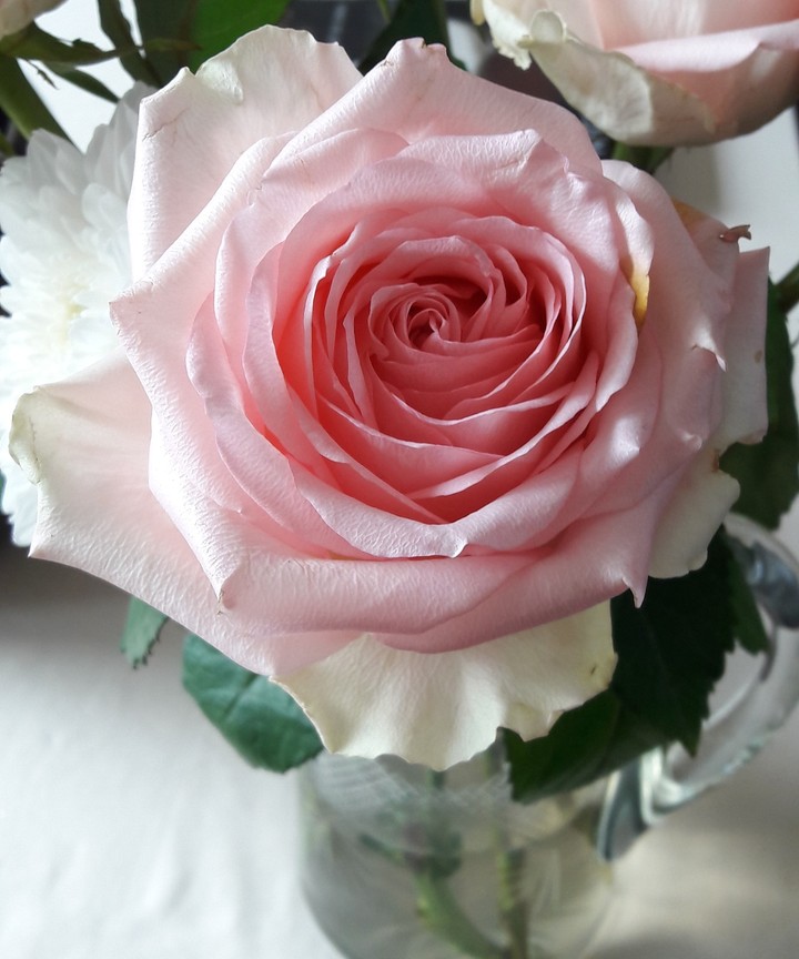 a pink rose