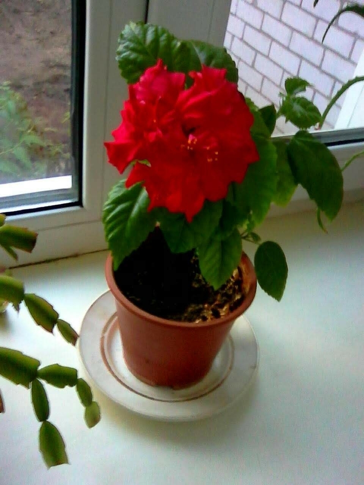 Flower