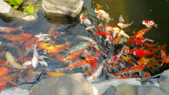 잉어