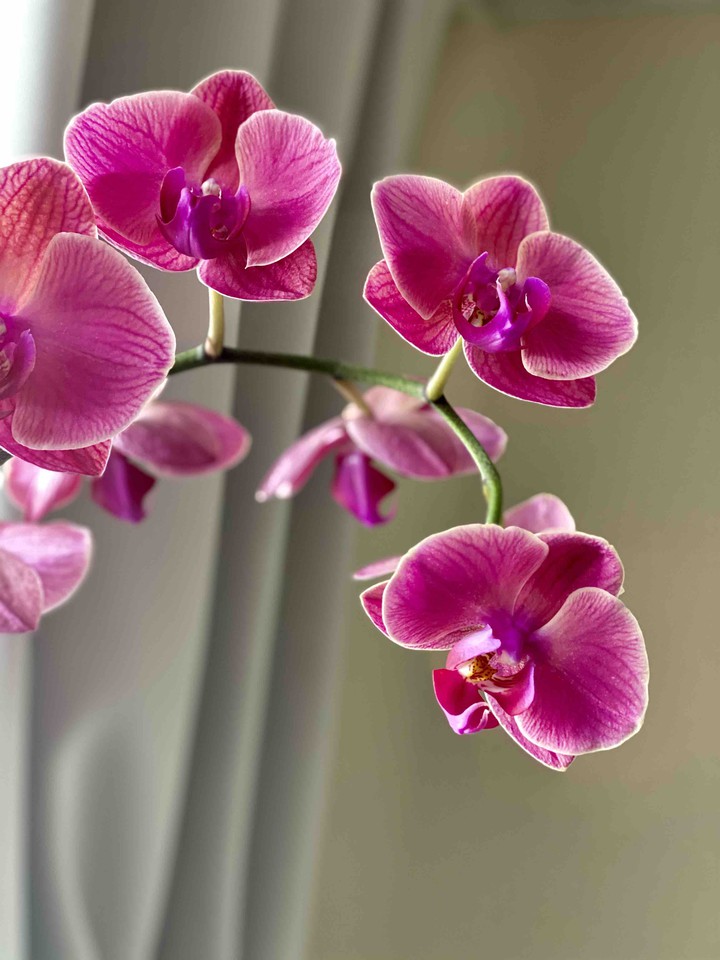 Orchids