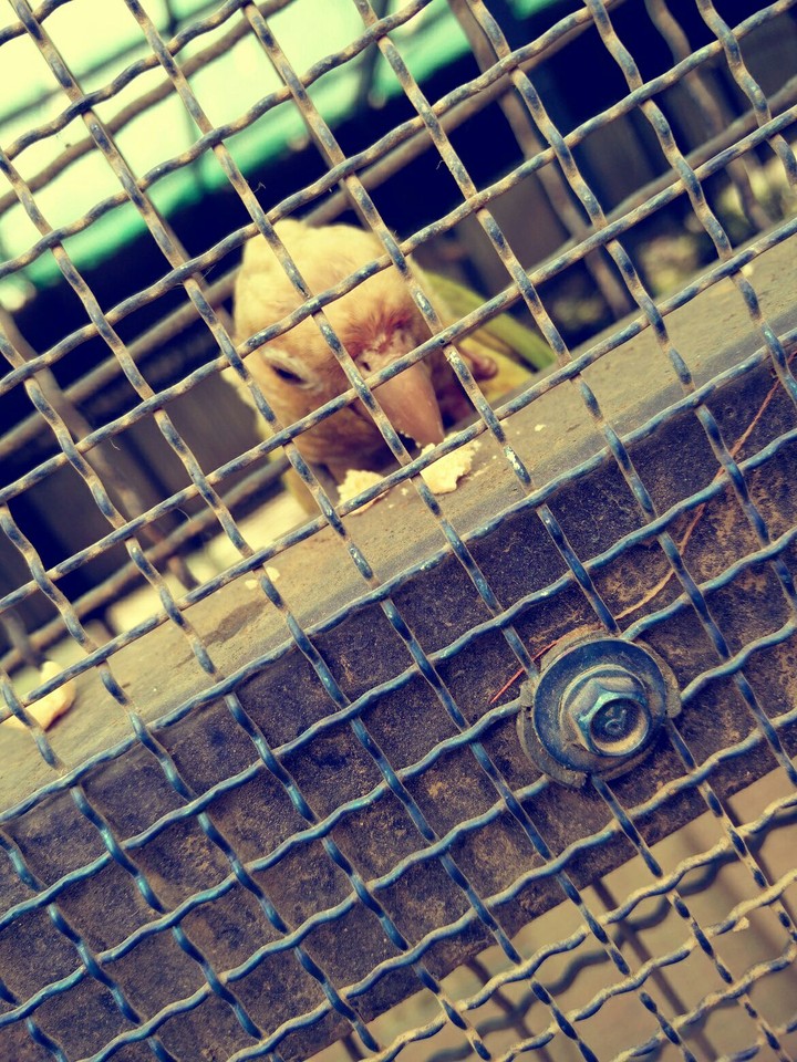 Parrot