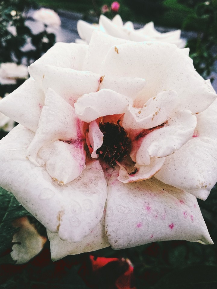 White Rose