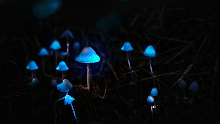 mushrooms ? light ?