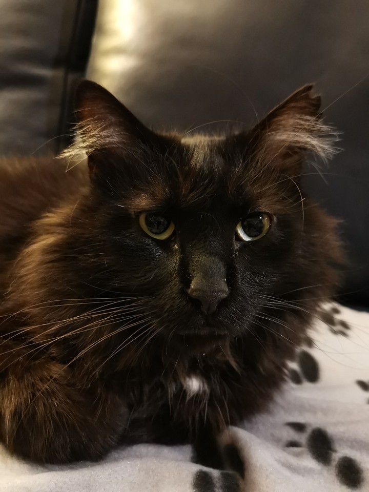 cat