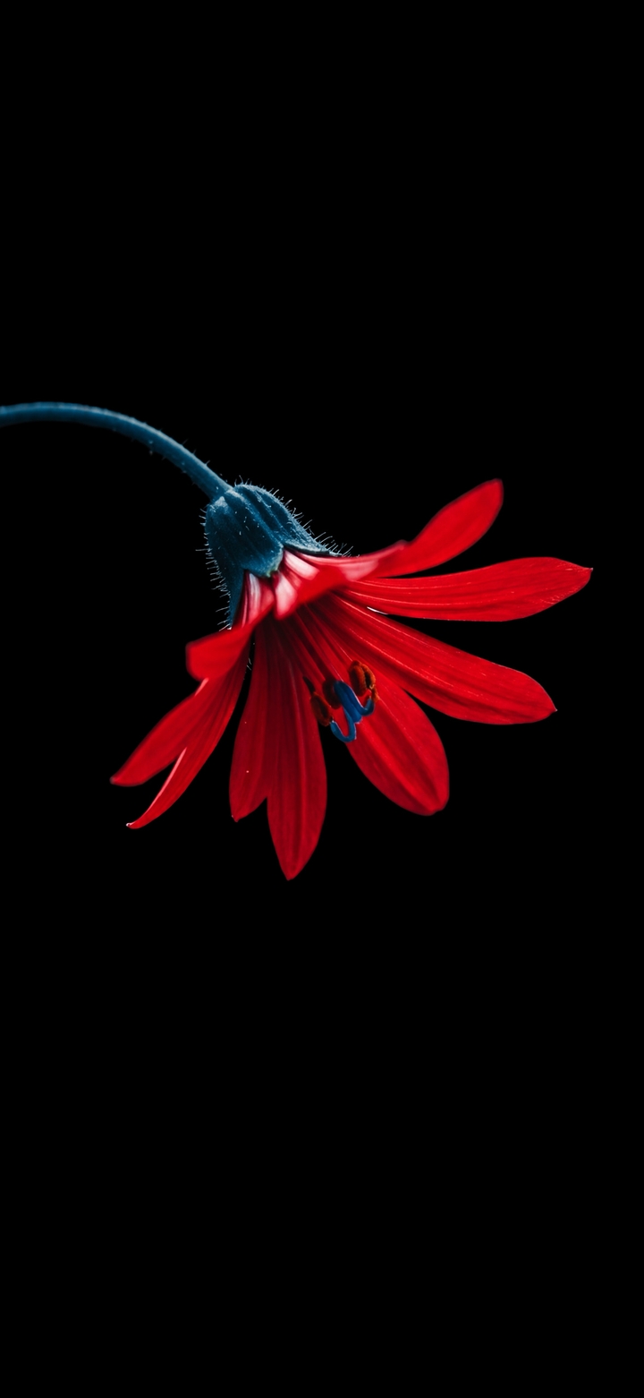 papéis de parede wildflower, red
