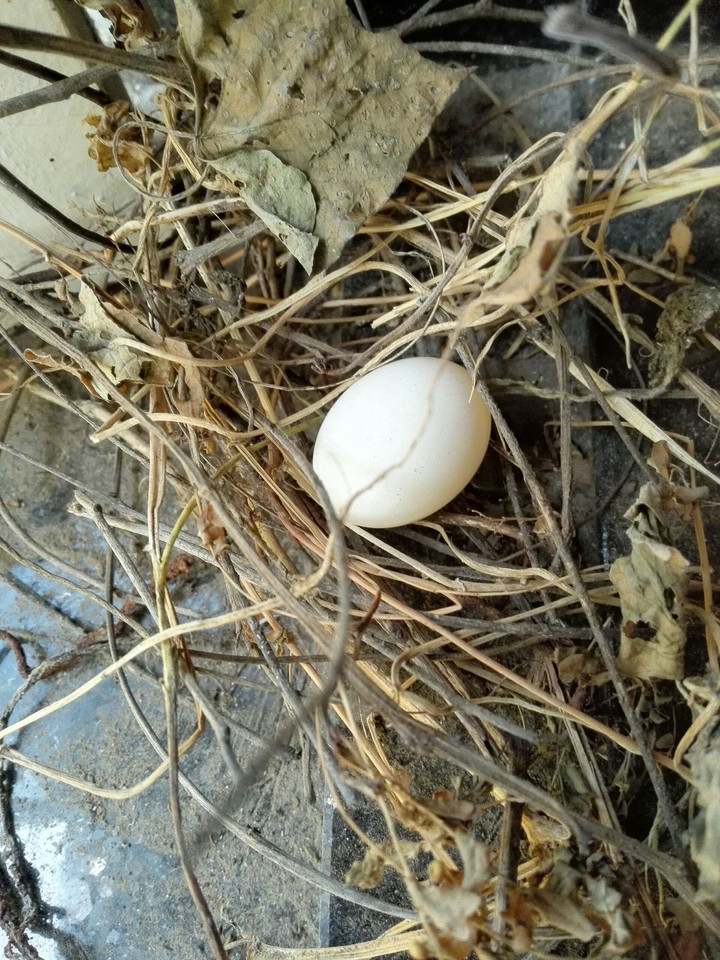 Bird's egg in a nest