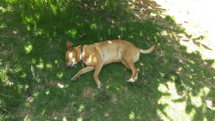 dog