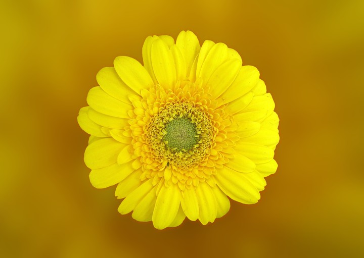 [Video Wallpaper] Flowers Blooming
