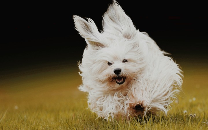 BUNNY DOG