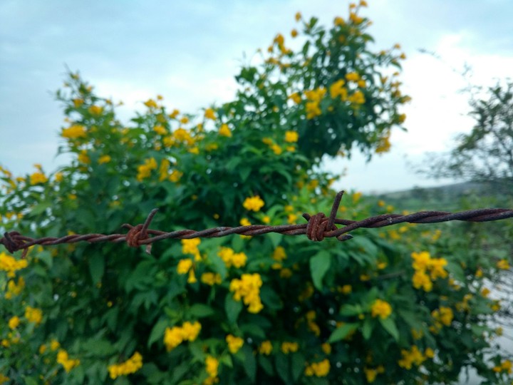 flowers with wires