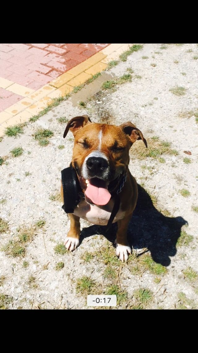 Felicidad 