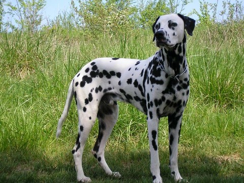 dog