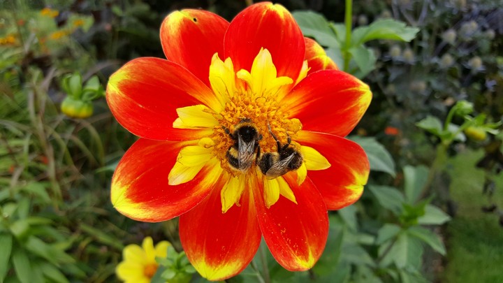 Two bees on the pooh