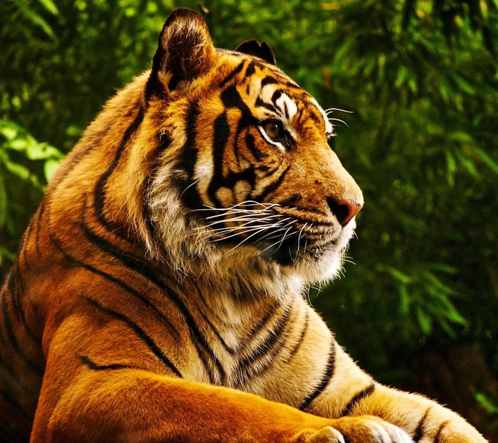 TIGR
