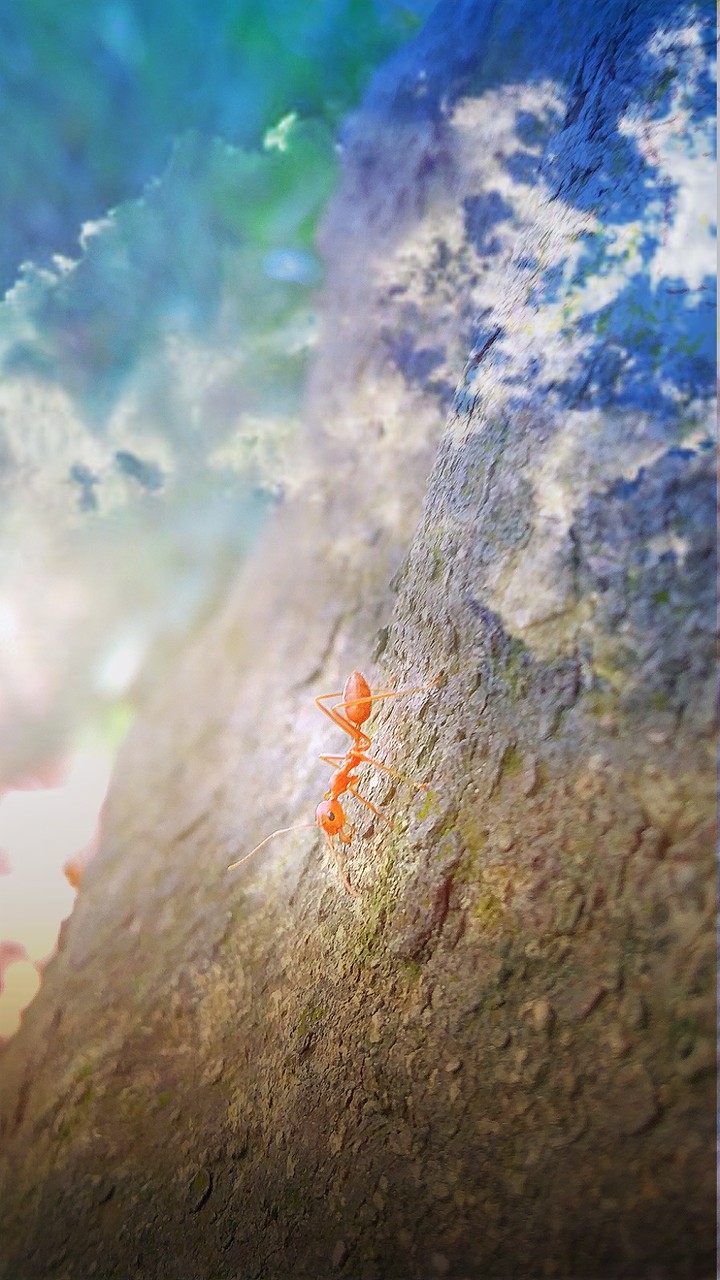 insect