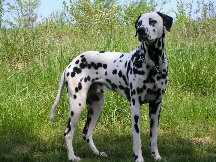 dog
